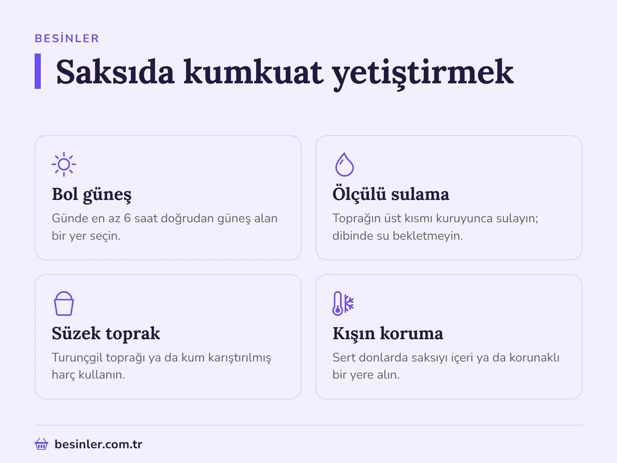 Saksıda kumkuat yetiştirmek için güneş, sulama, toprak ve kış koruması önerileri