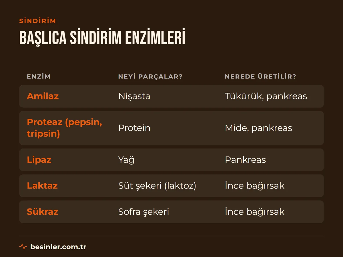 Amilaz, proteaz, lipaz, laktaz ve sükraz enzimlerinin parçaladığı besinler ve üretildiği organlar